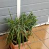 Santiconejo