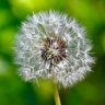 Girasol2020