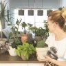 plantandrea
