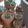 Xominaitas