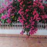 mariplantitas