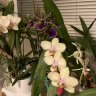 Acerfilia