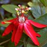 Vitifolia_1212