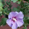hibiscus.blue