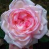 FlorNocturna