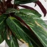 AmiraN