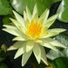 Flor Novata