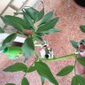 Jirolmedo