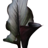 Alberg
