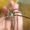 Unknown Christmas Cpider