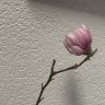 Magnoliacaduca