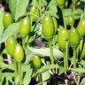 capsaicino