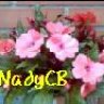 NadyCB