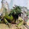 vasallo de sobek