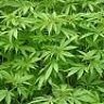 KannabiKa
