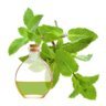 Menta