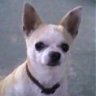cachito