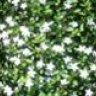 Adelmes