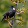 NZ_Flax