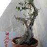 afibonsai