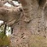ANTONAE_BAOBAB@HOTMAIL.CO