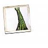 cris-cactus