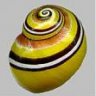 polymita