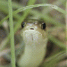 culebrilla