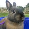 RabbitWoman
