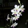 Reina_Orquidea