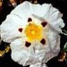 cistus ladanifer
