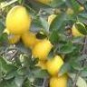 lemonchan