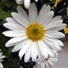 Marguerit