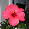 Hibiscos