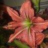 aspidistra