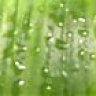 asplenium