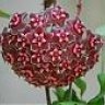 Guayarmina