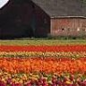 Tulipan-2