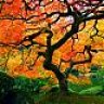Foliot