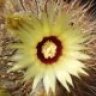 pieter_cactus