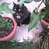 Cintye