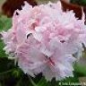 GeranioenFlor