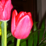 florecilladeltulipan