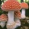 emanuelespinosa