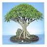 Ficus Benjamín