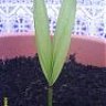 ayman