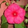 arbol