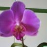 dafnediosa