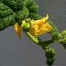 flormaria