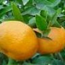 LadyCitronela